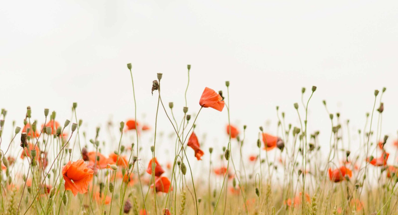 flowers in field